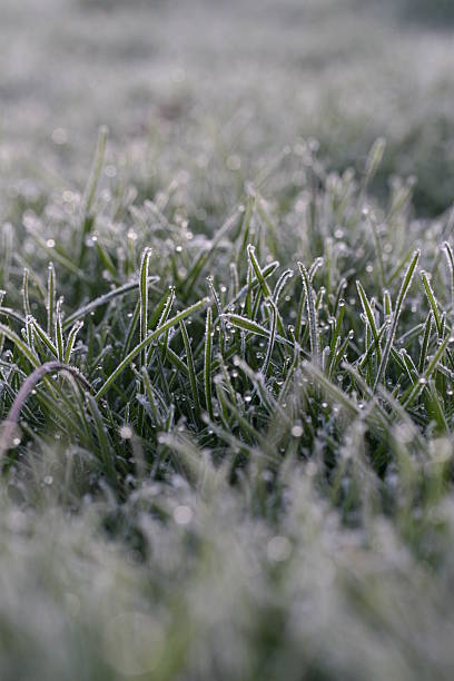 Frosty grama - foto de acervo
