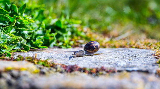 caracol arrastrándose sobre una textura de roca dura de la naturaleza; caracol rayado marrón caminando sobre las rocas en día lluvioso, bretaña (bretagne), francia - snail environmental conservation garden snail mollusk fotografías e imágenes de stock