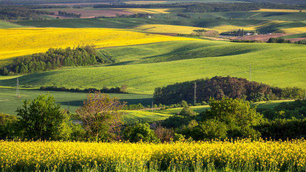istock Green summer landscape scenic view 903650662
