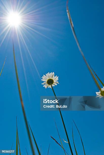 Photo libre de droit de Fleurs De Marguerite Et Le banque d'images et plus d'images libres de droit de Beauté - Beauté, Beauté de la nature, Bleu