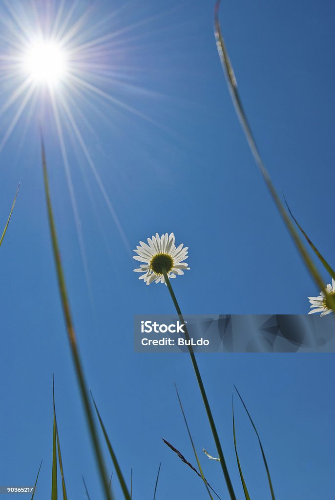 Flor flor e sol - Foto de stock de Alto contraste royalty-free