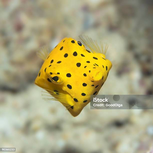 Pesce Scatola Maculato Nero - Fotografie stock e altre immagini di Acqua - Acqua, Ambientazione esterna, Animale