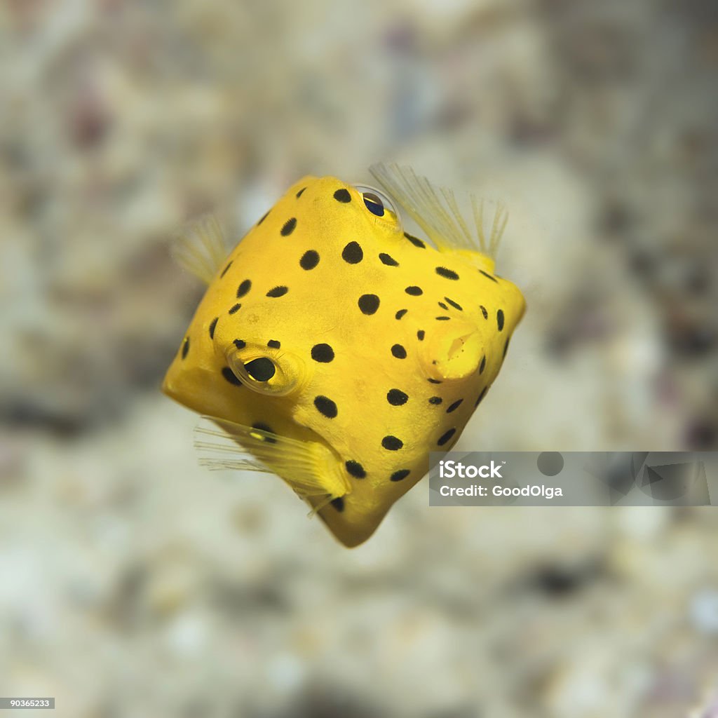 Black-spotted boxfish  Animal Stock Photo