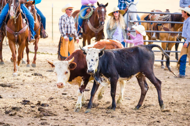 istock Branding Day at A Utah Ranch 903653264