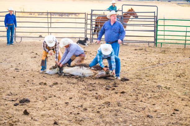 istock Branding Day at A Utah Ranch 903653484
