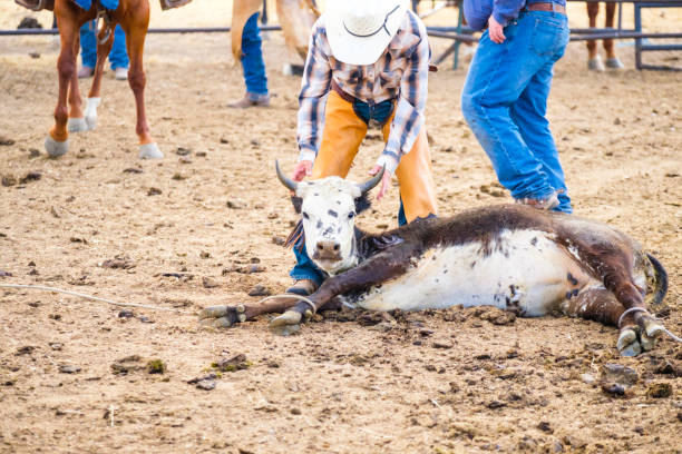 istock Branding Day at A Utah Ranch 903653716