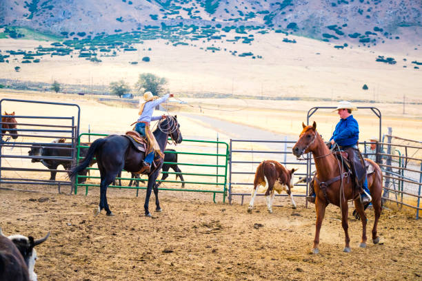 istock Branding Day at A Utah Ranch 903653796