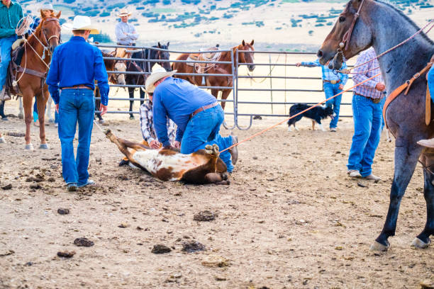 istock Branding Day at A Utah Ranch 903653938