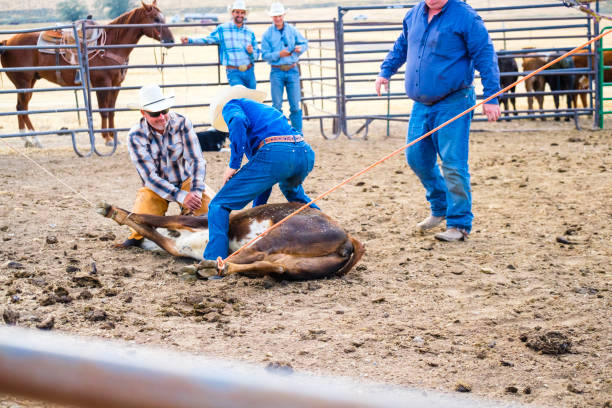 istock Branding Day at A Utah Ranch 903654120