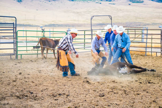istock Branding Day at A Utah Ranch 903654316