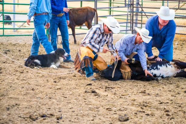 istock Branding Day at A Utah Ranch 903654390