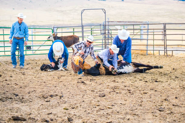 istock Branding Day at A Utah Ranch 903654458