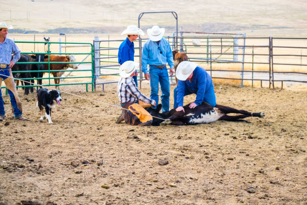 istock Branding Day at A Utah Ranch 903654518