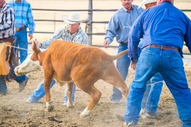 istock Branding Day at A Utah Ranch 903654644