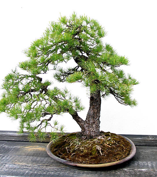 Bonsai tree stock photo