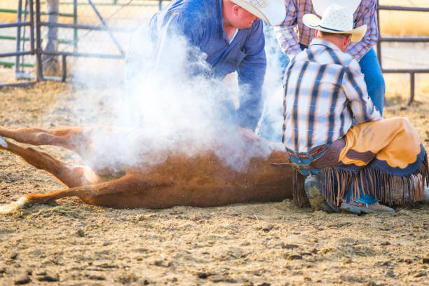 istock Branding Day at A Utah Ranch 903657114
