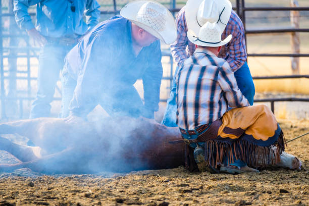 istock Branding Day at A Utah Ranch 903657122