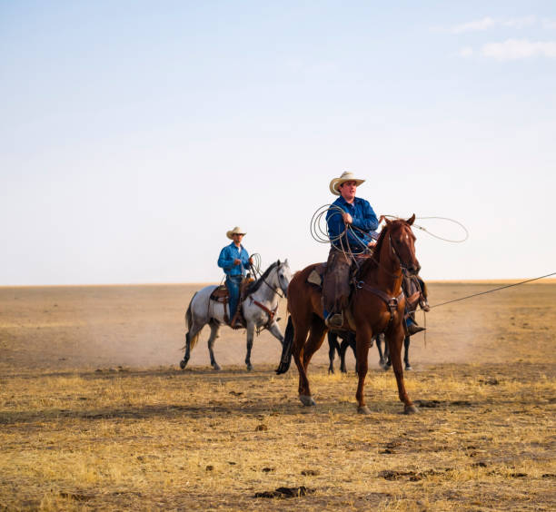 istock Branding Day at A Utah Ranch 903657130