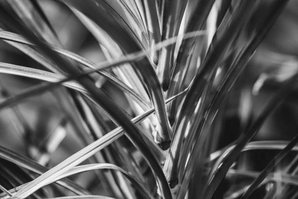 istock Plant in Hong Kong Park 903658482