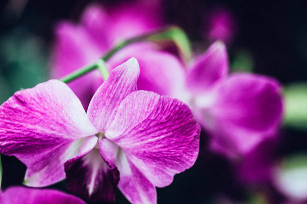 istock Plant in Hong Kong Park 903658556