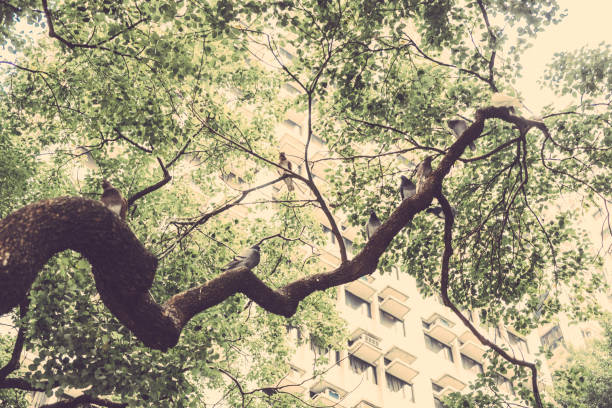 Hong Kong Park, Hong Kong, China, 1, Jan, 2018. The plant taken in Hong Kong Park.