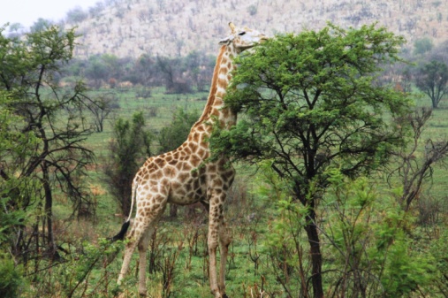 Group of wild zebras, giraffe eating grass in safari zoo park. Flock of zebras in the park. Wild animals at distance