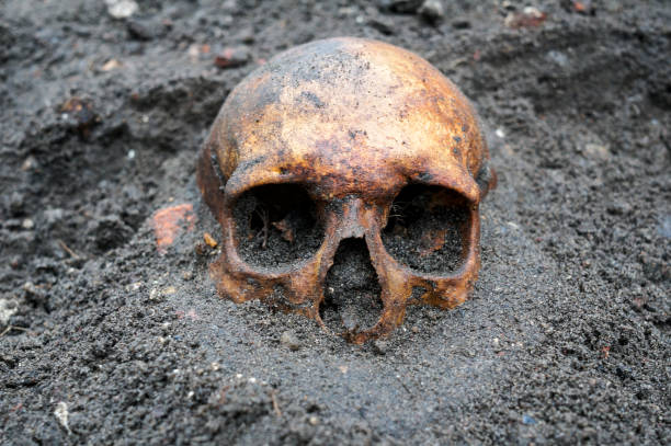 istock Archaeological excavation with skull still half buried in the ground 903658938