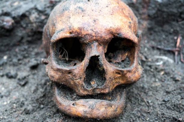 istock Archaeological excavation with skull still half buried in the ground 903658942