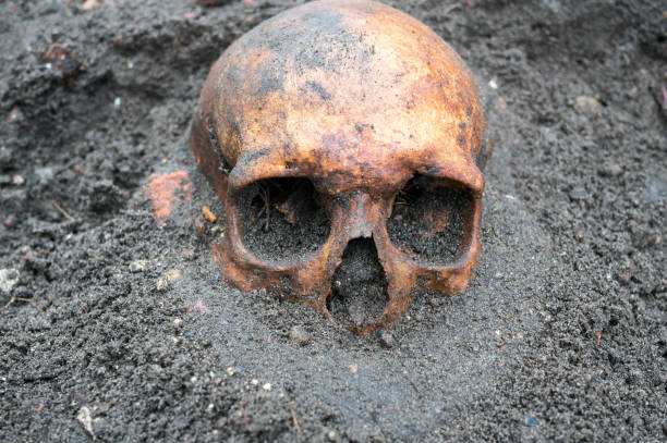 istock Archaeological excavation with skull still half buried in the ground 903658944
