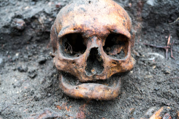 istock Archaeological excavation with skull still half buried in the ground 903658946