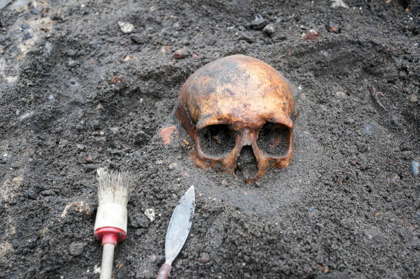 istock Archaeological excavation with skull still half buried in the ground 903658950