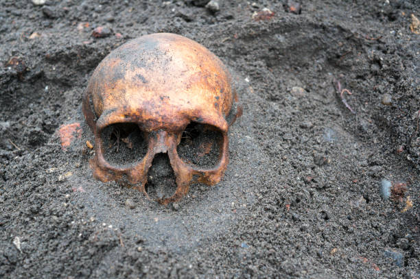 istock Archaeological excavation with skull still half buried in the ground 903658964