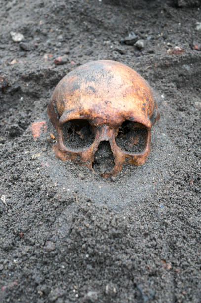 istock Archaeological excavation with skull still half buried in the ground 903658974