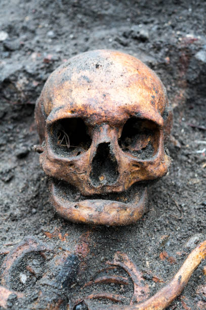 istock Archaeological excavation with skull still half buried in the ground 903658986
