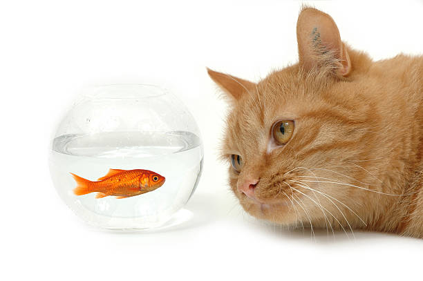 Marmalade cat eyeing goldfish in small glass bowl l Cat is lokking at a fish in a bowl. Note the fish is still alive and in well being. goldfish snack stock pictures, royalty-free photos & images
