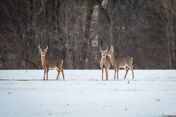 istock Group of young deer in the forest 903659812