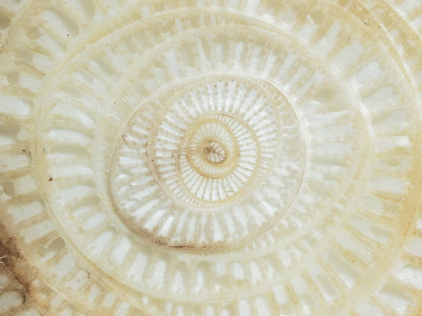 istock Abstract curve and surface texture of banana tree section 903660022