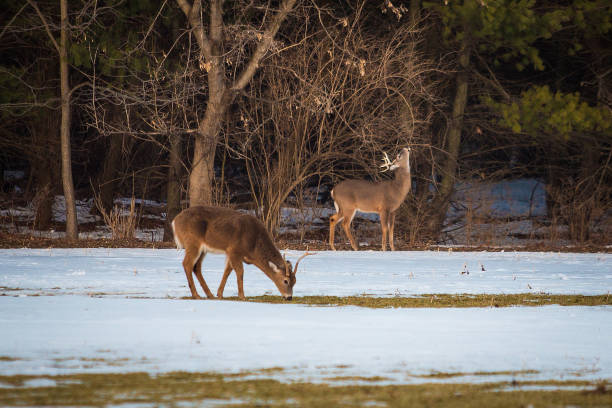 istock Group of young deer in the forest 903660100