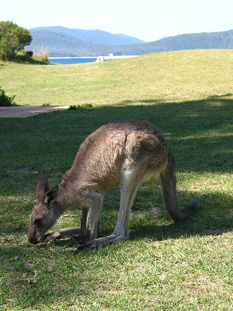 Kangaroo Feeding stock photo