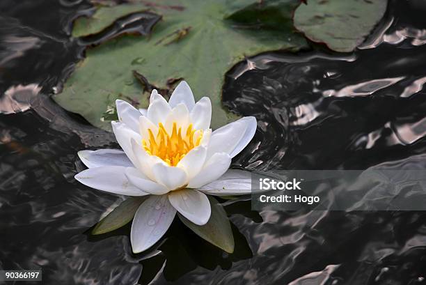 Nenúfar Branca - Fotografias de stock e mais imagens de Ao Ar Livre - Ao Ar Livre, Branco, Cabeça de Flor