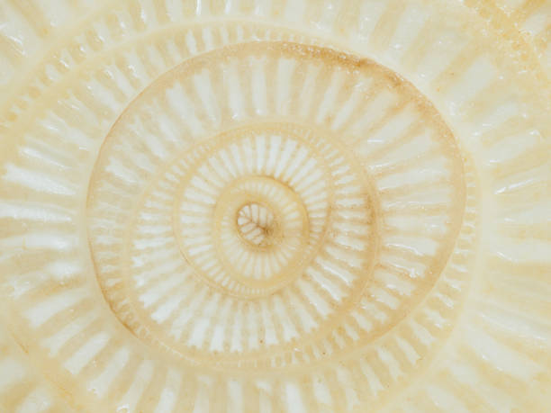 istock Abstract curve and surface texture of banana tree section 903662302