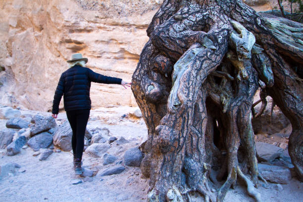 New Mexico: Kasha-Katuwe Tent Rocks National Monument New Mexico: Young woman looking a large tree trunk/roots at Kasha-Katuwe Tent Rocks National Monument. Located about 30 miles south of Santa Fe. kasha katuwe tent rocks stock pictures, royalty-free photos & images