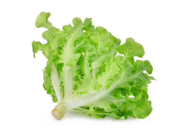 istock fresh green oak lettuce salad leaves isolated on white background 903662566