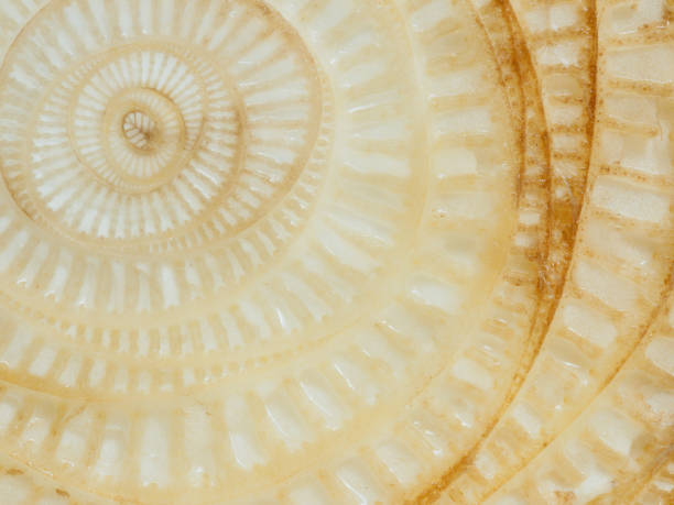 istock Abstract curve and surface texture of banana tree section 903662594