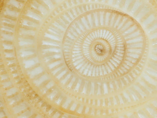 istock Abstract curve and surface texture of banana tree section 903662860