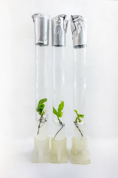istock Close up view to microplants of cloned oak (Quercus robur L.) in test tubes with nutrient medium using micropropagation technology in vitro 903663026