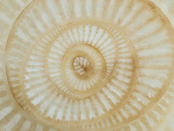 Abstract curve and surface texture of banana tree section