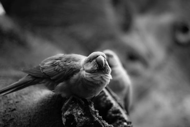 istock European Cities - Holland Birds 903663352