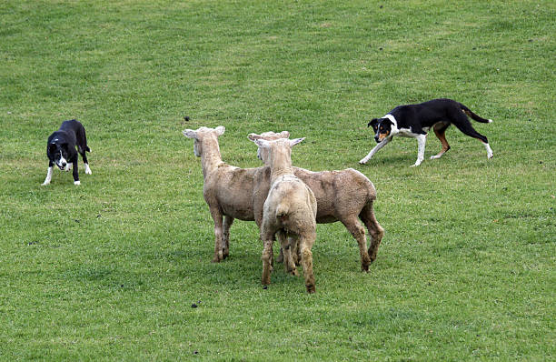 Sheep Dogs at Work stock photo