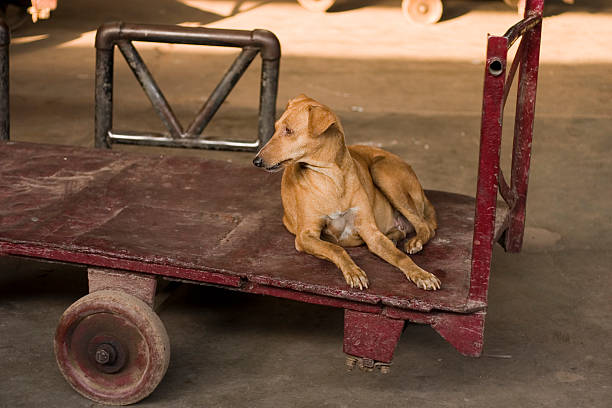 istock Dog sitting on a luggage trolly Railway Platform in India 90366530